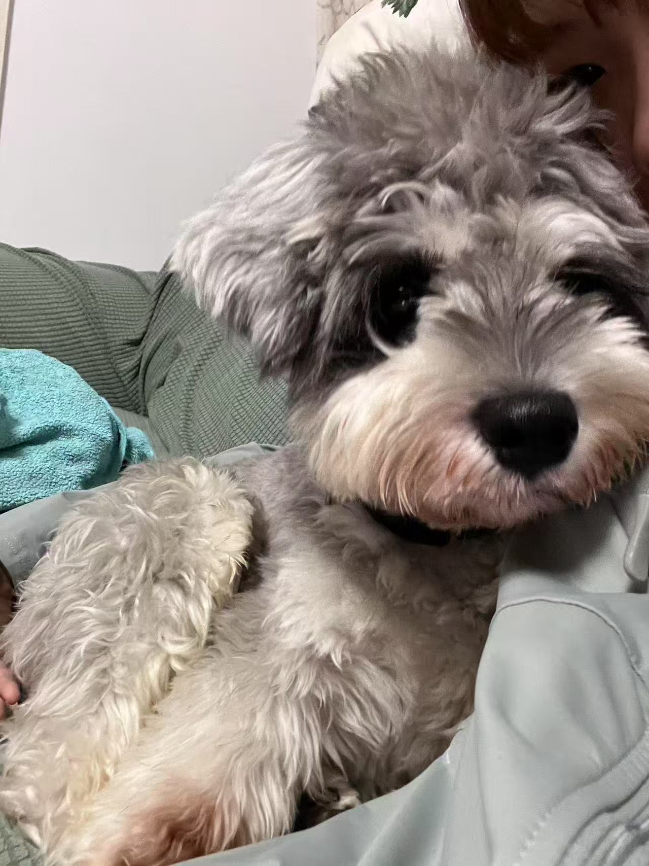 Cookie exercising and playing