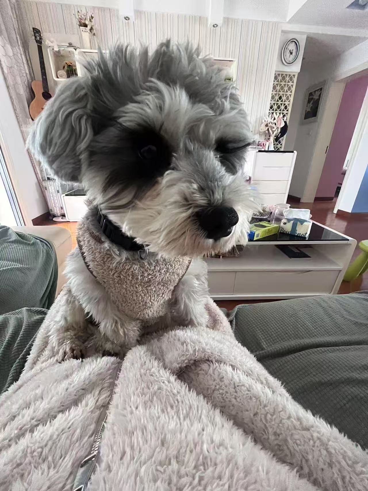Cookie being groomed