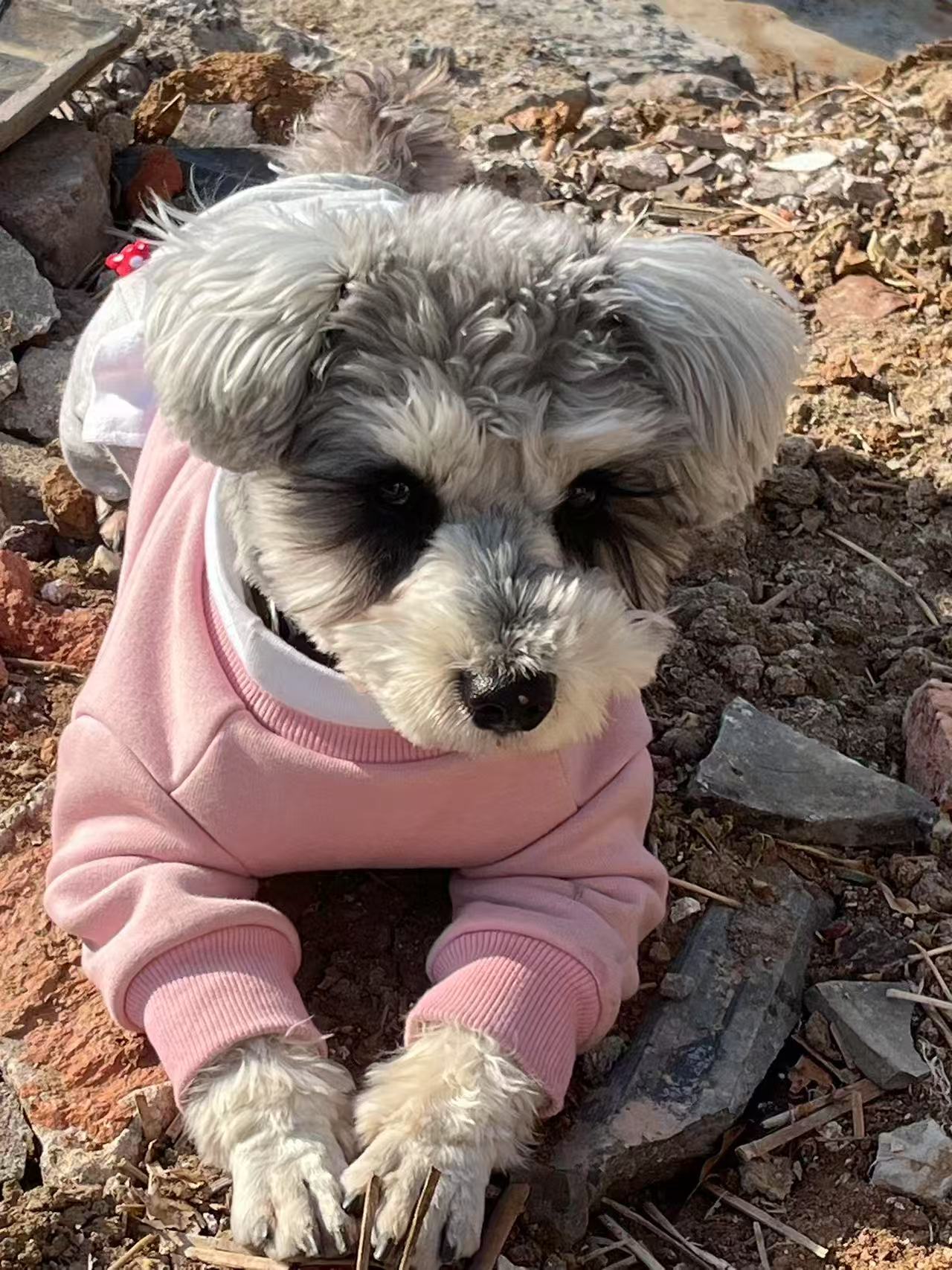 Cookie the Schnauzer playing in the garden