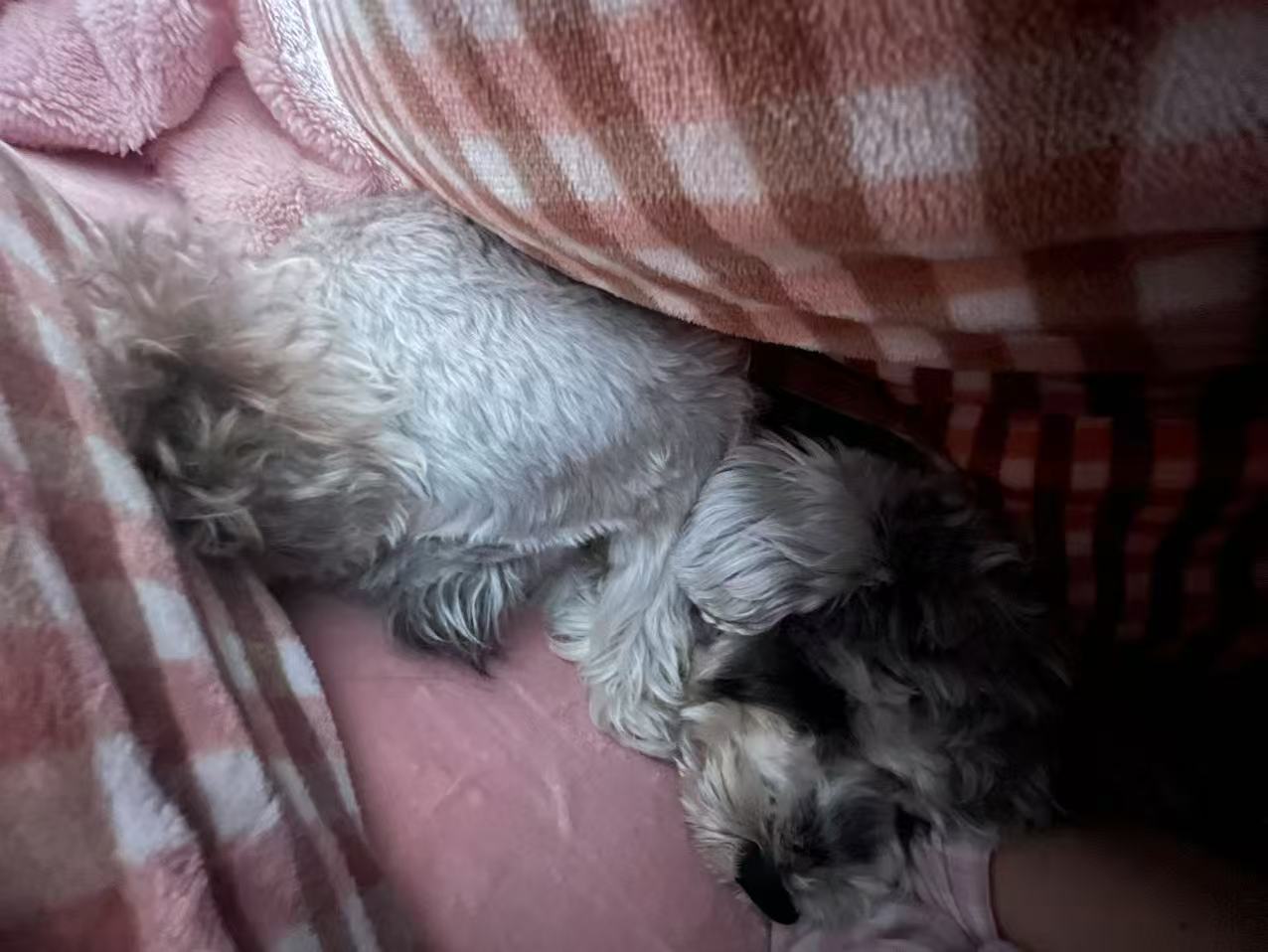 Cookie sleeping peacefully
