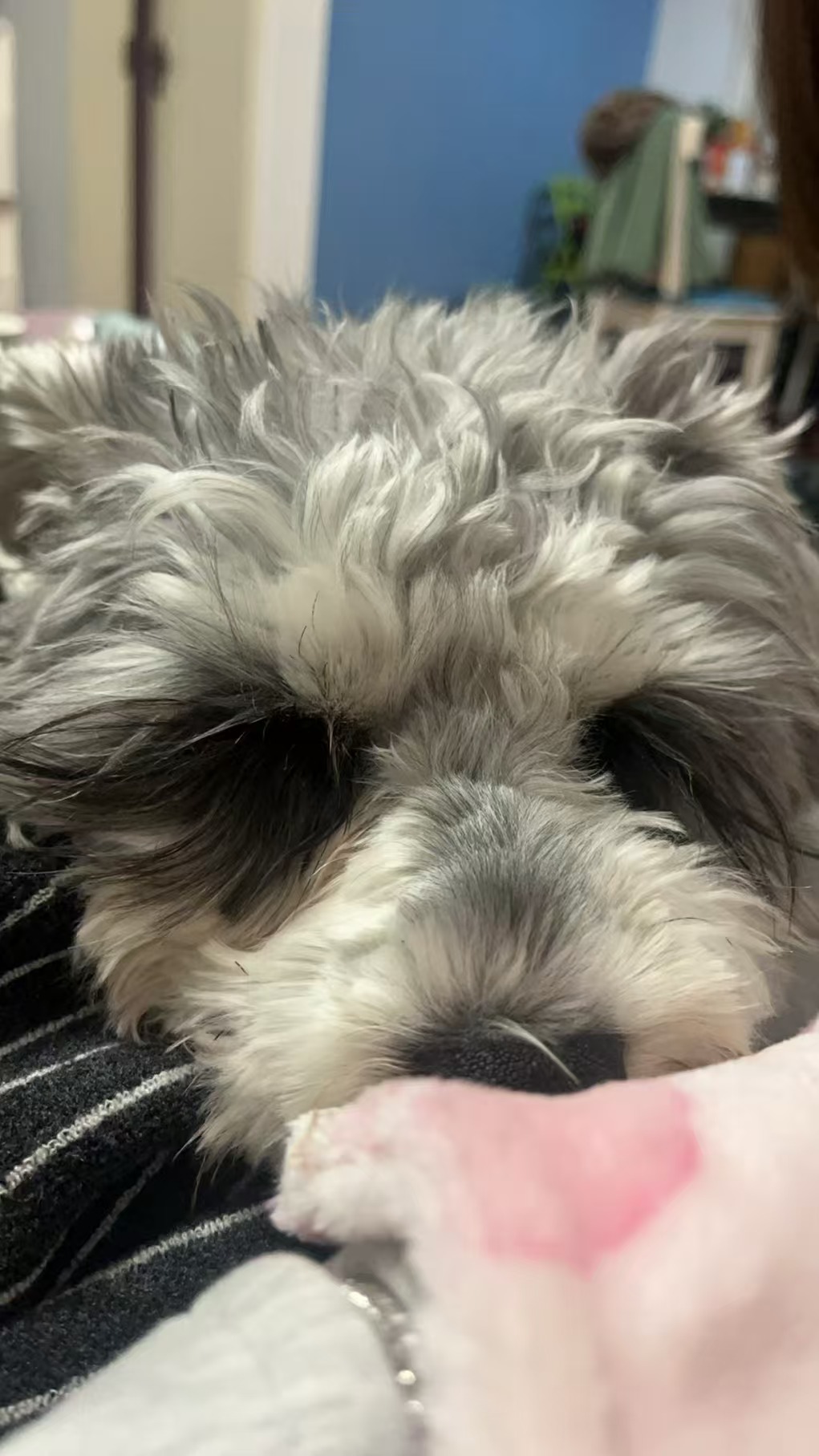 Cookie sleeping upside down
