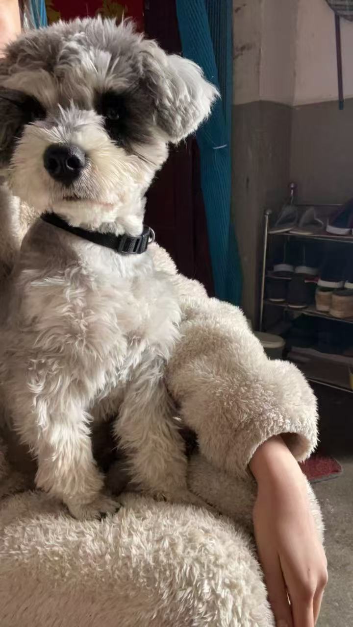 Cookie sitting calmly