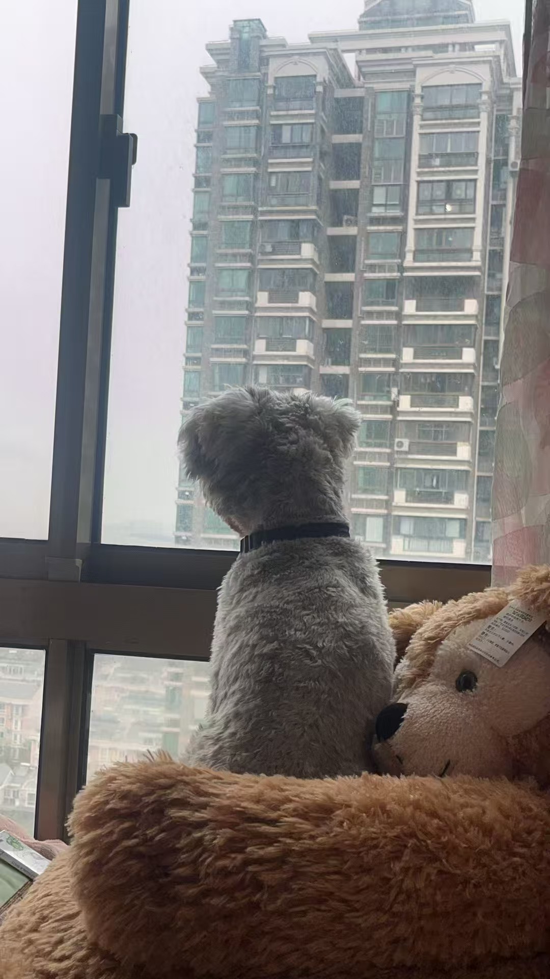 Cookie looking out window