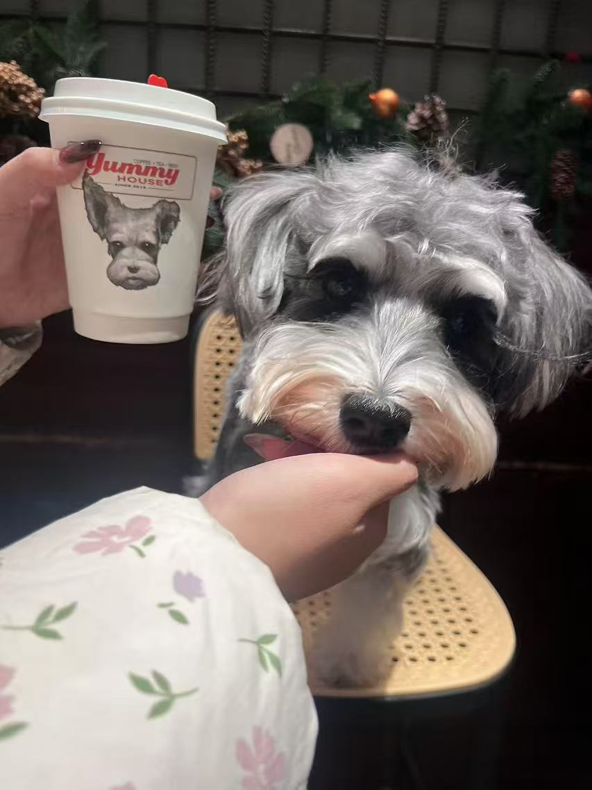Cookie at a cafe