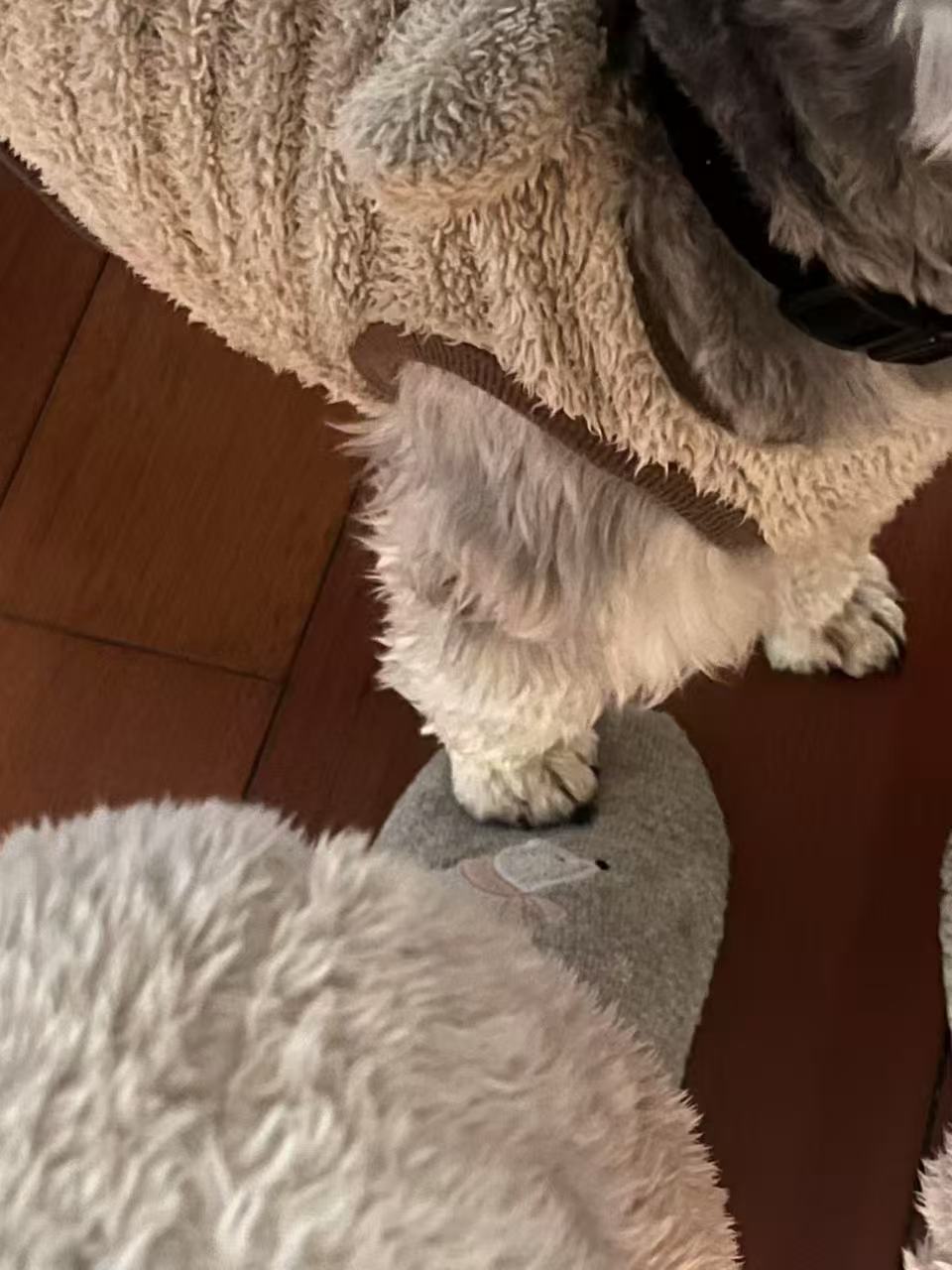 Cookie with her tennis ball