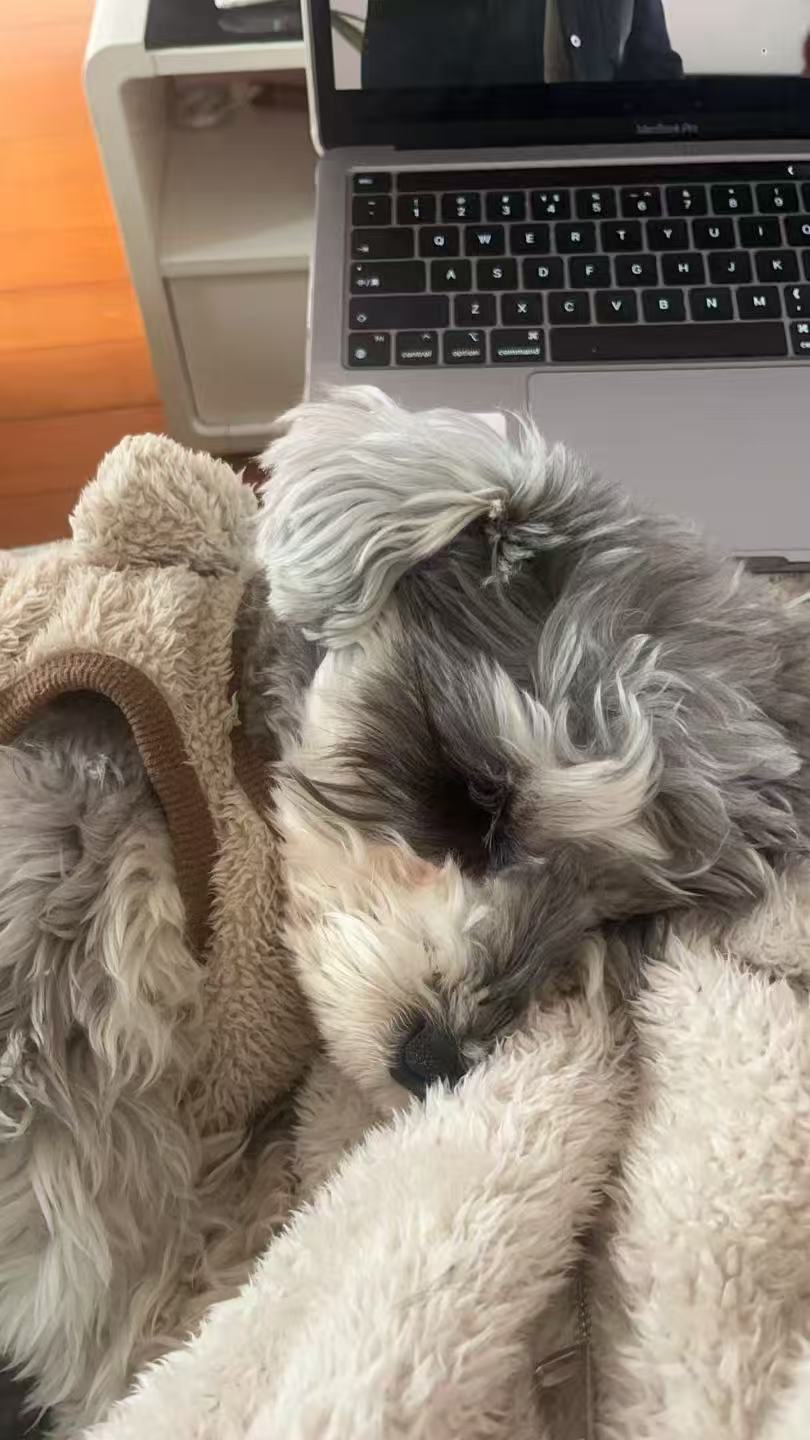 Cookie with rope toy