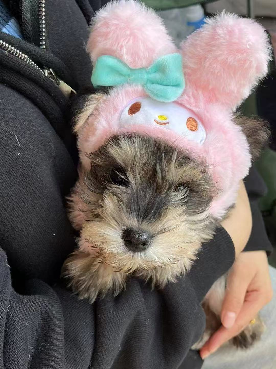 Cookie as a tiny puppy