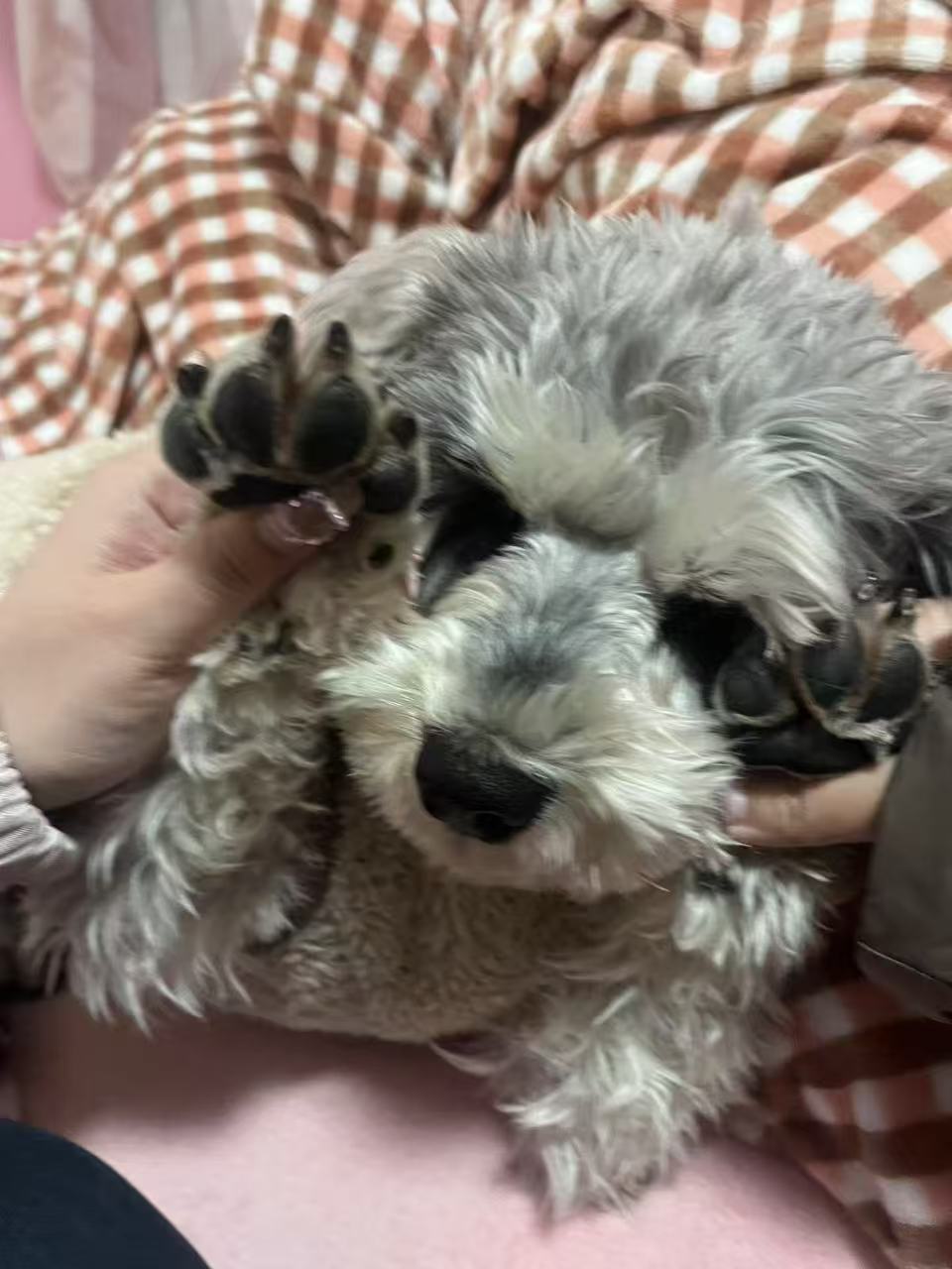 Cookie with her first toy